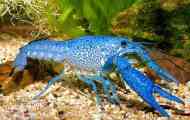 Albastru cancer cuban (procambarus cubensis): descriere, foto